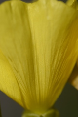 Oenothera pycnocarpa