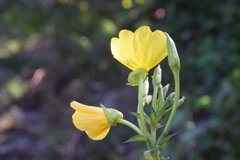Oenothera chicaginensis