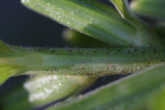 Oenothera chicaginensis