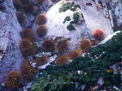 Codium subantarcticum