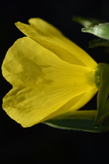 Oenothera chicaginensis