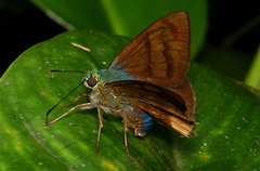 Telegonus