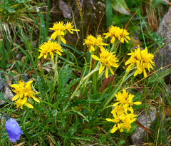 Jacobaea carniolica
