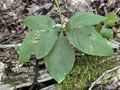 Arisaema quinatum