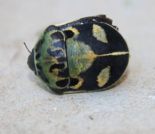 Common Voodoo Shieldbug