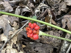 Arisaema quinatum