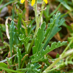 Jacobaea carniolica