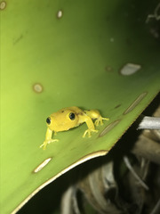 Phyllodytes luteolus