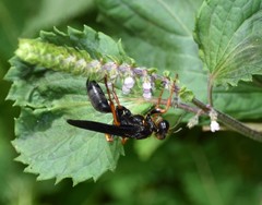 Sphex flavovestitus