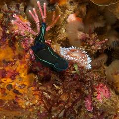 Tambja capensis