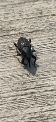 Sphenophorus cicatristriatus