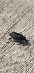 Sphenophorus cicatristriatus