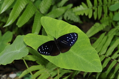 Euploea mulciber
