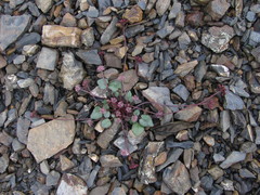 Symphyoloma graveolens
