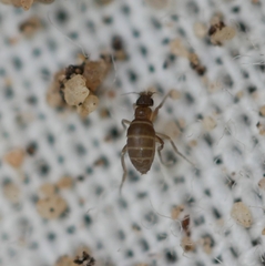 Puliciphora