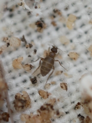 Puliciphora