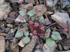 Symphyoloma graveolens
