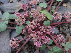 Symphyoloma graveolens