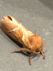 Triodia sylvina
