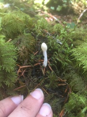 Trichoderma leucopus