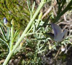 Psoralea axillaris