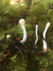 Trichoderma leucopus