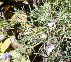 Psoralea axillaris