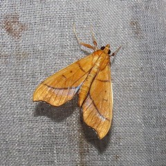 Anarmodia
