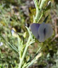 Psoralea axillaris