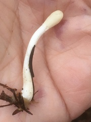 Trichoderma leucopus