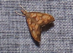 Choristostigma