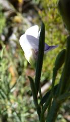 Psoralea axillaris