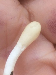 Trichoderma leucopus