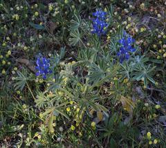Lupinus cosentinii