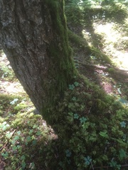 Trichoderma leucopus