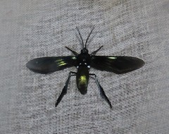 Macrocneme chrysitis