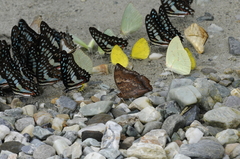 Charaxes bernardus