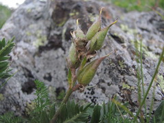 Oxytropis owerinii