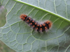 Acronicta auricoma