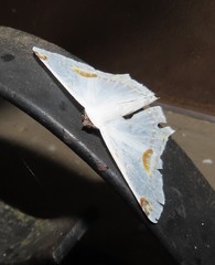 Sericoptera mahometaria