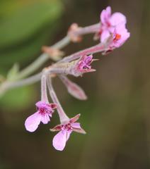 Pelargonium reniforme