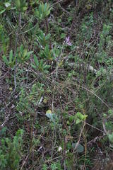 Pelargonium reniforme
