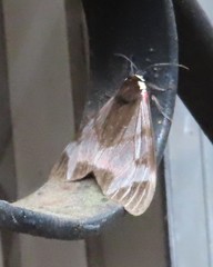 Dysschema leucophaea