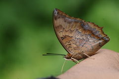 Charaxes bernardus