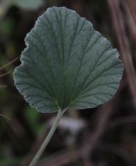 Pelargonium reniforme
