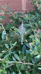 Argiope aurantia