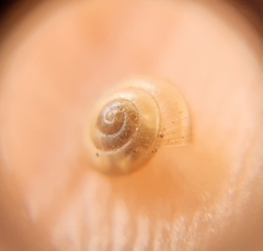 Euconulidae