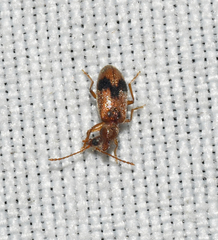 Notoxus desertus
