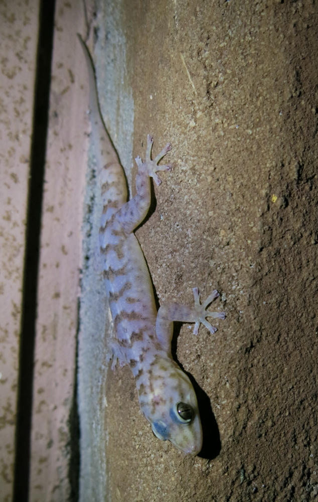 Pienaar’s Flat Gecko