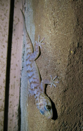 Pienaar’s Flat Gecko